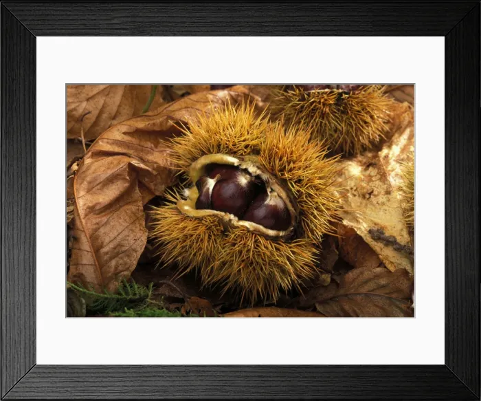 Framed Print : European chestnut / Sweet chestnut Framed Print : European chestnut / Sweet chestnut