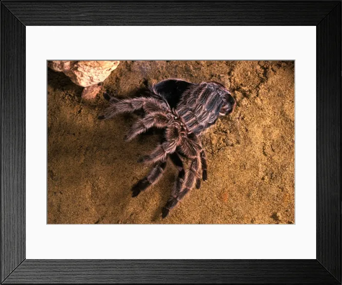 Framed Print : Baboon Spider / Tarantula - leaving its moulting Framed Print : Baboon Spider / Tarantula - leaving its moulting