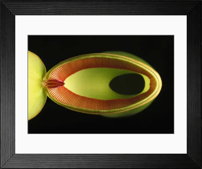 Framed Print : Pitcher Plant - from above Framed Print : Pitcher Plant - from above