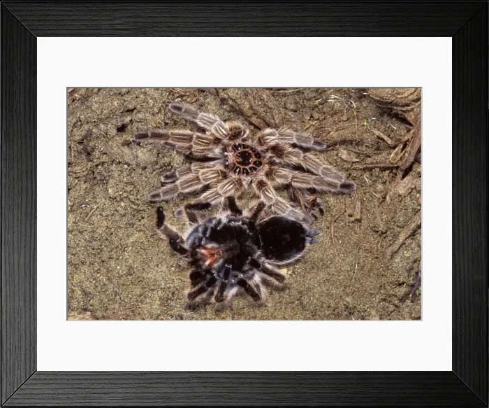 Framed Print : Chilean Rose Tarantula - leaving its moulting. formerly Phrixotrichus spatulata / roseus Framed Print : Chilean Rose Tarantula - leaving its moulting. formerly Phrixotrichus spatulata / roseus