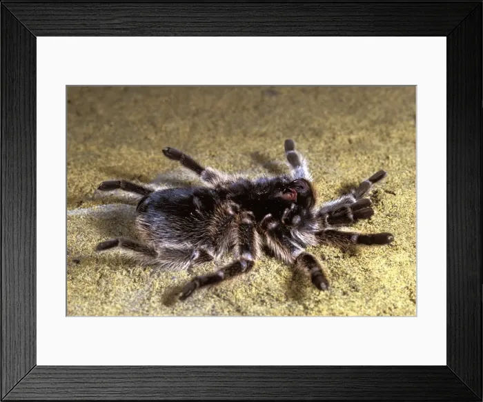 Framed Print : Chilean Rose Tarantula -preparing itself to leave its moulting. formerly Phrixotrichus spatulata / roseus Framed Print : Chilean Rose Tarantula -preparing itself to leave its moulting. formerly Phrixotrichus spatulata / roseus