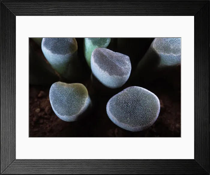 Framed Print : Window Plant - the upper part of the plant collect the least drop of dew Framed Print : Window Plant - the upper part of the plant collect the least drop of dew