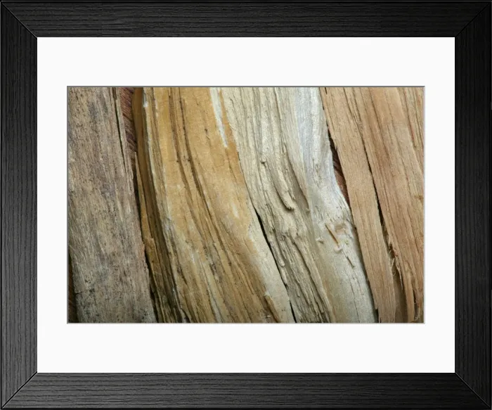 Framed Print : Sandalwood Framed Print : Sandalwood