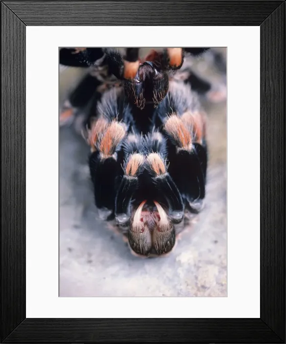 Framed Print : Mexican red-kneed Tarantula Spider - having just moulted, showing fangs Previously known as: Euathlus smithi Framed Print : Mexican red-kneed Tarantula Spider - having just moulted, showing fangs Previously known as: Euathlus smithi