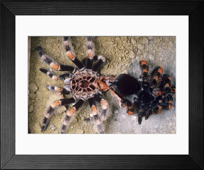 Framed Print : Mexican red-kneed tarantula Spider - next to moulted skin Previously known as: Euathlus smithi Framed Print : Mexican red-kneed tarantula Spider - next to moulted skin Previously known as: Euathlus smithi