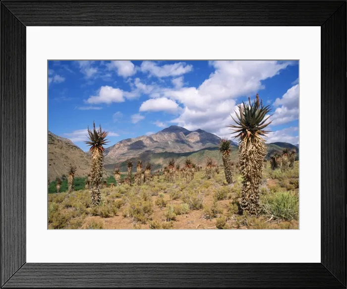 Framed Print : South Africa - Karoo (Aloe ferox) is used for medicinal purposes including including skin lotions Framed Print : South Africa - Karoo (Aloe ferox) is used for medicinal purposes including including skin lotions
