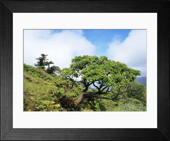 Framed Print : Saint Helena - with Black Cabbage Tree (Melanodendron integrifolium) Framed Print : Saint Helena - with Black Cabbage Tree (Melanodendron integrifolium)