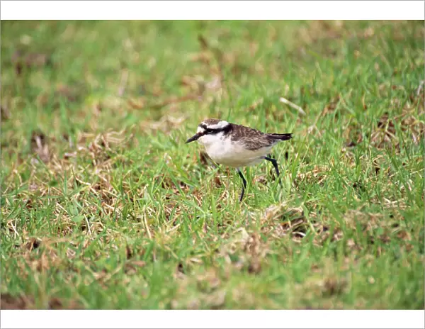 Wirebird - Saint Helena's only endemic landbird. Saint Helena