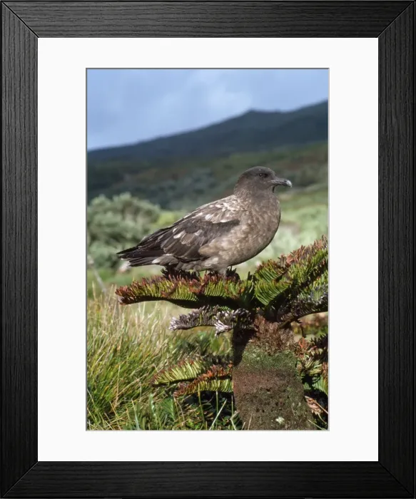 Framed Print : Great / Brown / Southern Skua - (Subantarctic) Framed Print : Great / Brown / Southern Skua - (Subantarctic)