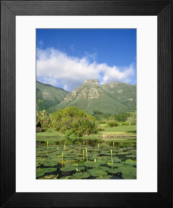 Framed Print : South Africa Kirstenbosch National Botanical Garden in Cape Town, South Africa Framed Print : South Africa Kirstenbosch National Botanical Garden in Cape Town, South Africa