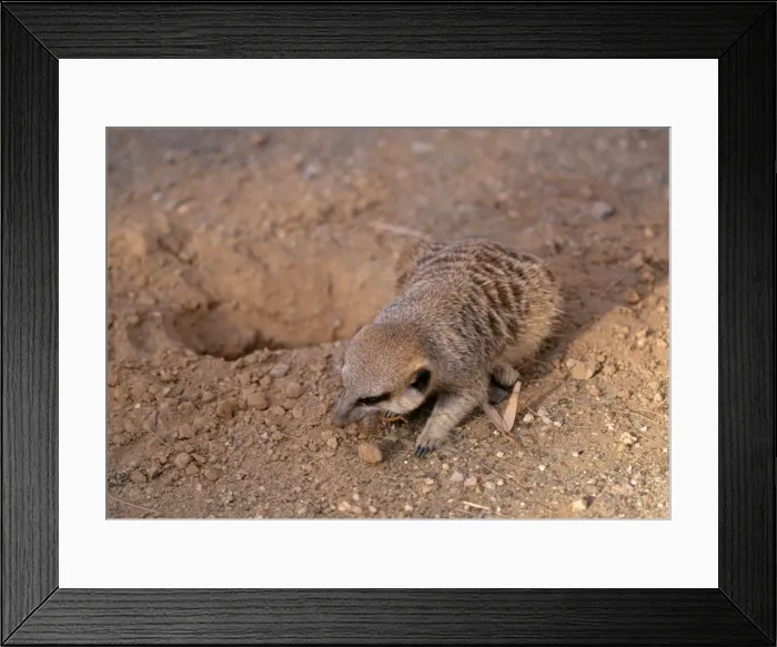 Framed Print : Suricate - Eating solifuge, South Africa Framed Print : Suricate - Eating solifuge, South Africa