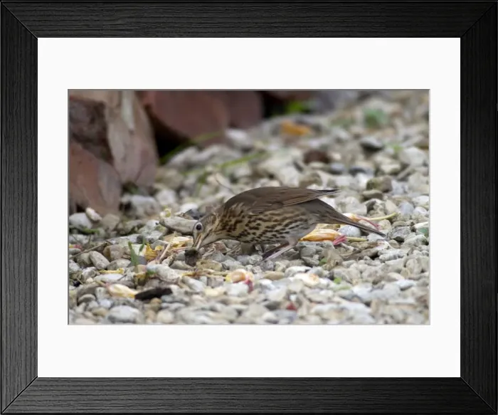 Framed Print : Song Thrush Juvenile Eating snail after smashing shell Framed Print : Song Thrush Juvenile Eating snail after smashing shell