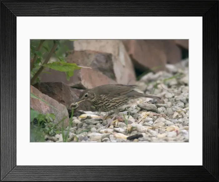 Framed Print : Song Thrush Juvenile Eating snail after smashing shell Framed Print : Song Thrush Juvenile Eating snail after smashing shell