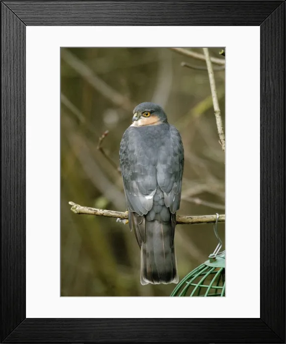 Framed Print : Sparrowhawk - Male by bird feeder, UK Framed Print : Sparrowhawk - Male by bird feeder, UK