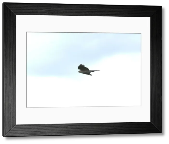 Framed Print : Sparrowhawk - Female in flight, UK Framed Print : Sparrowhawk - Female in flight, UK