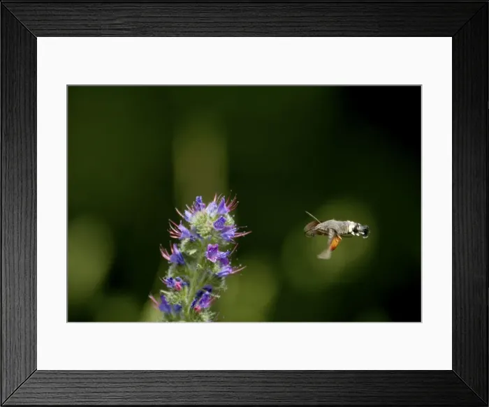 Framed Print : Hummingbird Hawkmoth - In flight feeding on Vipers Bugloss. Pyrenees, Southern Europe Framed Print : Hummingbird Hawkmoth - In flight feeding on Vipers Bugloss. Pyrenees, Southern Europe