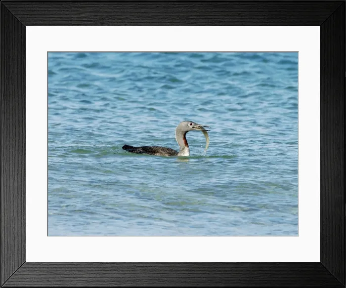 Framed Print : Red-throated Diver - Fishing in sea, October. Isles of Scilly, UK Framed Print : Red-throated Diver - Fishing in sea, October. Isles of Scilly, UK