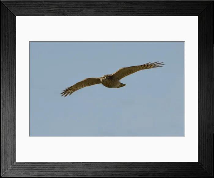 Framed Print : Adult female Eurasian Sparrowhawk Oxon September Framed Print : Adult female Eurasian Sparrowhawk Oxon September
