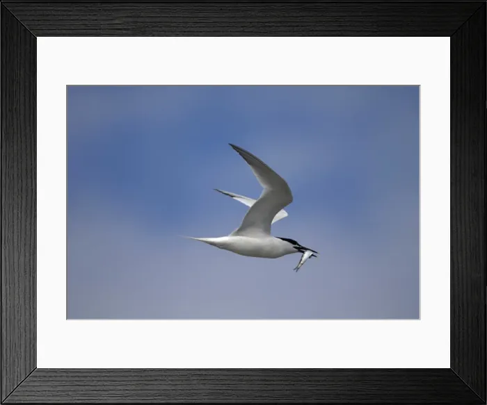 Framed Print : Adult summer Sandwich Tern, Wales July Framed Print : Adult summer Sandwich Tern, Wales July