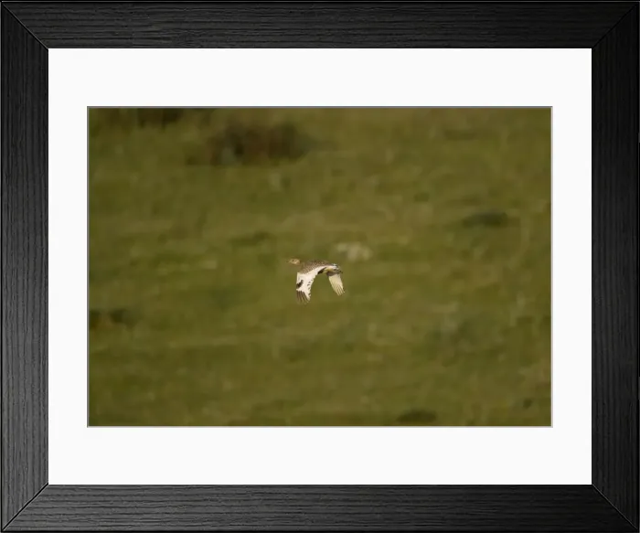 Framed Print : Adult Female Little Bustard in flight at dawn Extremadura Spain April Framed Print : Adult Female Little Bustard in flight at dawn Extremadura Spain April