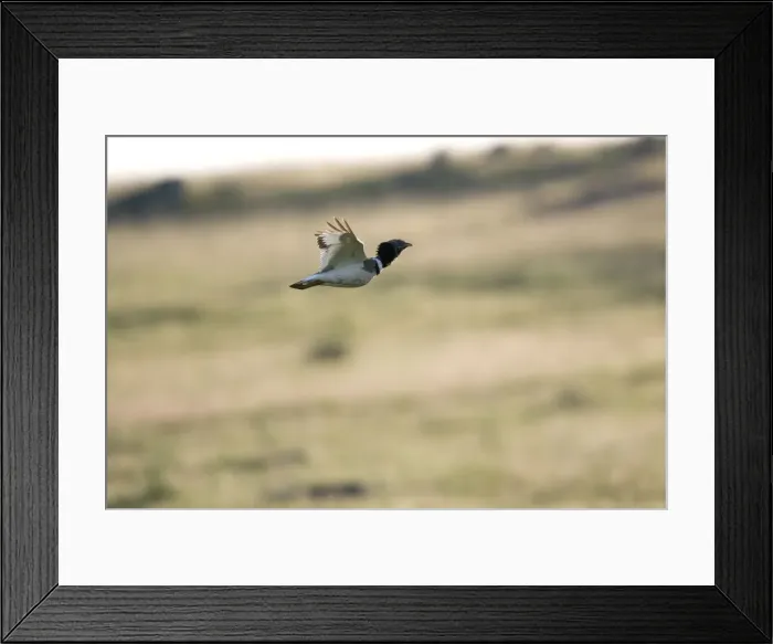 Framed Print : Little Bustard in flight, Extremadura Spain April Framed Print : Little Bustard in flight, Extremadura Spain April