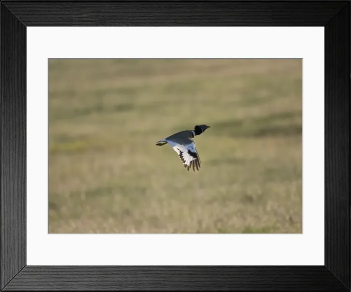 Framed Print : Adult Little Bustard in flight at dawn Extremadura Spain April Framed Print : Adult Little Bustard in flight at dawn Extremadura Spain April