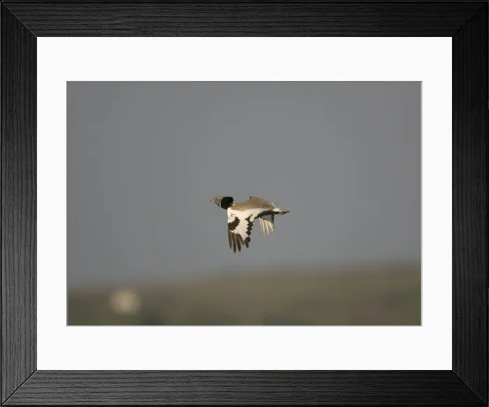 Framed Print : Adult Little Bustard in flight at dawn Extremadura Spain April Framed Print : Adult Little Bustard in flight at dawn Extremadura Spain April