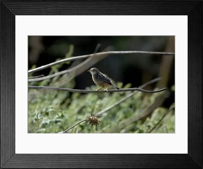 Framed Print : Zitting Cisticola Spain Framed Print : Zitting Cisticola Spain