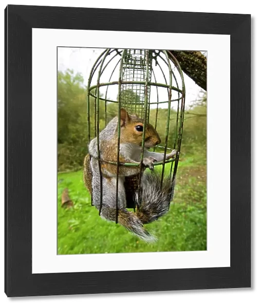 Grey Squirrel trapped inside a squirrel proof bird feeder UK September