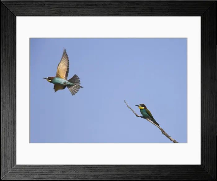 Framed Print : European beeaters Rhodes May Framed Print : European beeaters Rhodes May