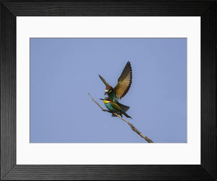 Framed Print : Male European beeater offering female a bee Rhodes May Framed Print : Male European beeater offering female a bee Rhodes May