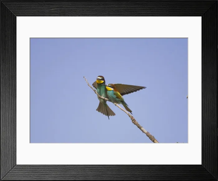 Framed Print : Male European beeater offering female a bee Rhodes May Framed Print : Male European beeater offering female a bee Rhodes May