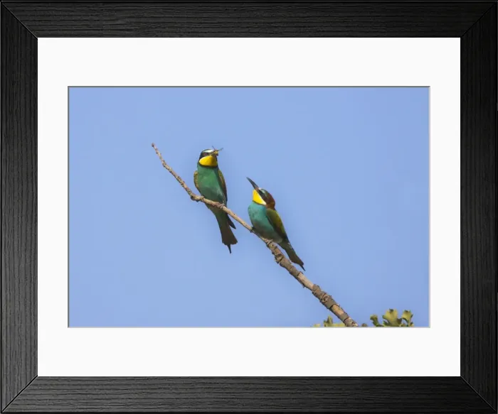 Framed Print : Male European beeater offering female a bee Rhodes May Framed Print : Male European beeater offering female a bee Rhodes May