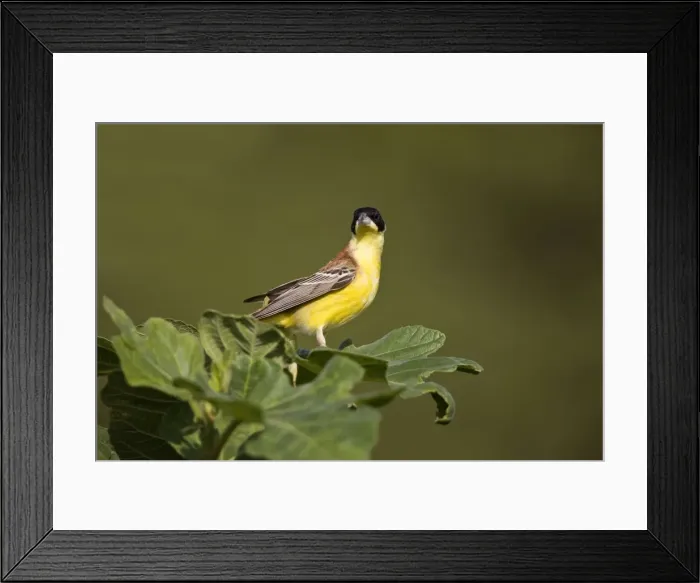 Framed Print : Male Black-headed Bunting Rhodes Greece May Framed Print : Male Black-headed Bunting Rhodes Greece May