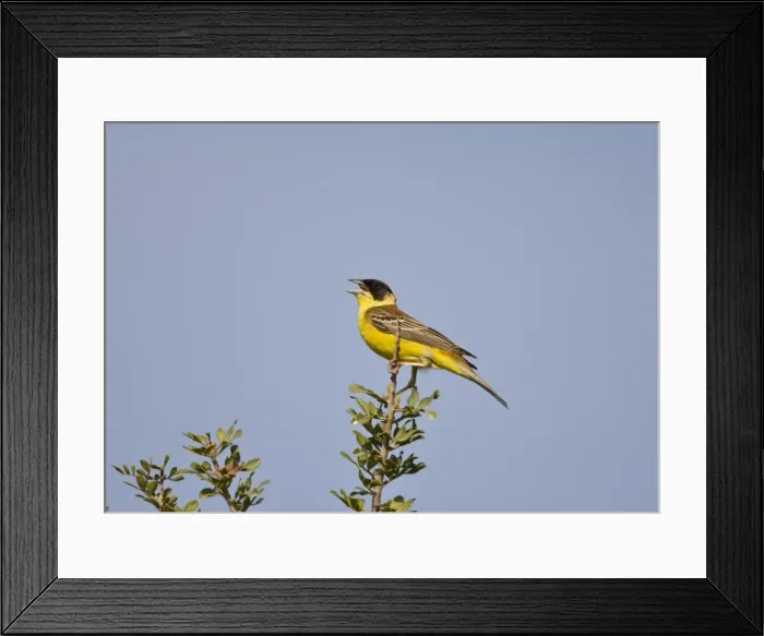 Framed Print : Male Black-headed Bunting singing on territory Rhodes Greece may Framed Print : Male Black-headed Bunting singing on territory Rhodes Greece may