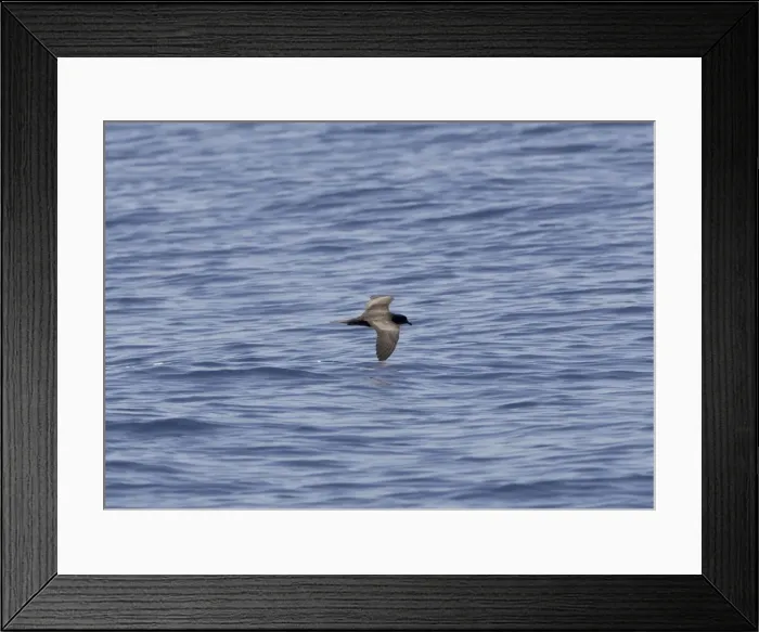 Framed Print : Bulwer's Petrel - in flight over sea Framed Print : Bulwer's Petrel - in flight over sea