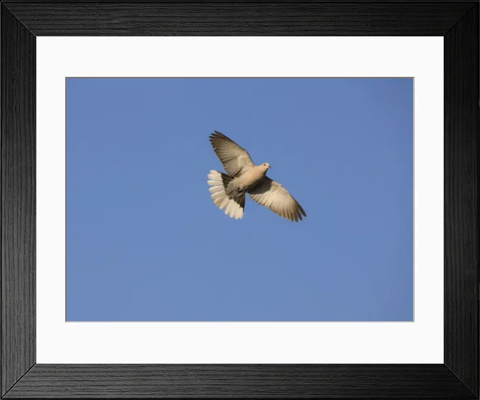 Framed Print : Eurasian Collared Dove Rhodes Greece May