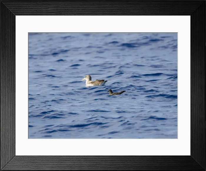 Framed Print : Cory's Shearwater and Bulwer's Petrel (Bulweria bulweri) - on the sea Madeira September Framed Print : Cory's Shearwater and Bulwer's Petrel (Bulweria bulweri) - on the sea Madeira September