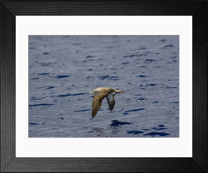 Framed Print : Cory's Shearwater Madeira September Framed Print : Cory's Shearwater Madeira September