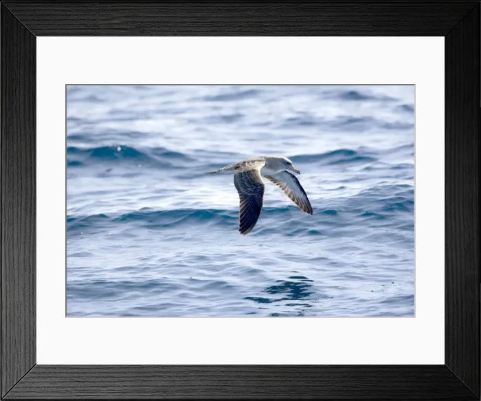 Framed Print : Cory's Shearwaters Madeira September Framed Print : Cory's Shearwaters Madeira September