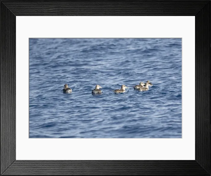 Framed Print : Corys Shearwaters on sea Madeira September Framed Print : Corys Shearwaters on sea Madeira September