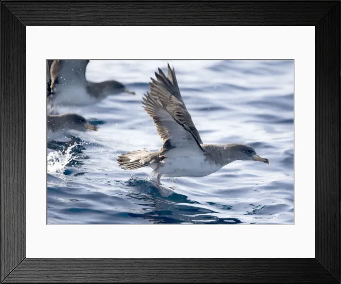 Framed Print : Cory's Shearwaters taking off. Madeira September Framed Print : Cory's Shearwaters taking off. Madeira September