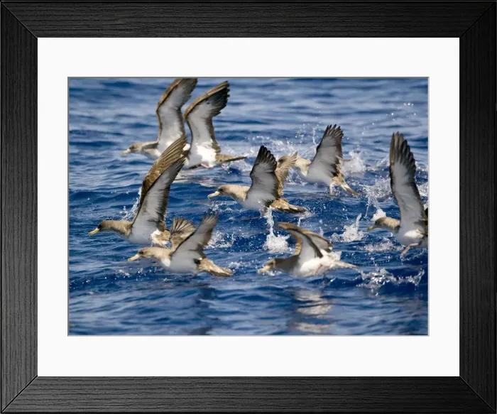 Framed Print : Cory's Shearwaters taking off Madeira September Framed Print : Cory's Shearwaters taking off Madeira September