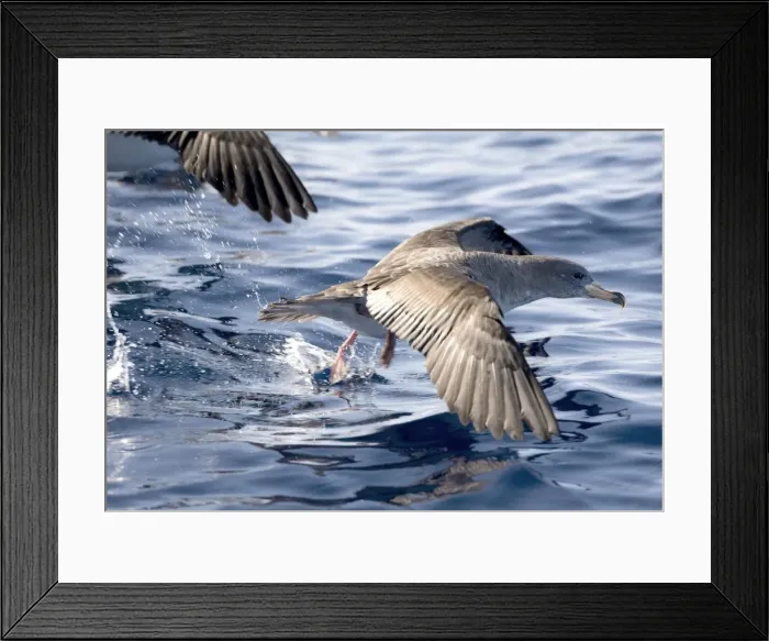 Framed Print : Cory's Shearwaters taking off Madeira September Framed Print : Cory's Shearwaters taking off Madeira September
