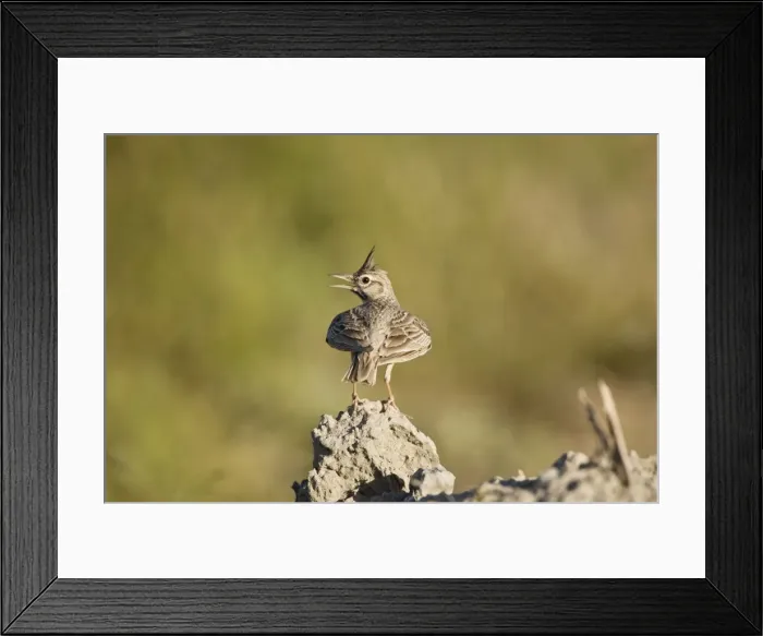Framed Print : Adult Crested Lark Rhodes Greece May Framed Print : Adult Crested Lark Rhodes Greece May
