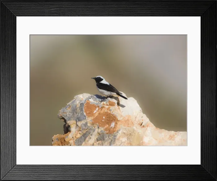 Framed Print : Adult male Eastern Black eared Wheatear Rhodes Greece May Framed Print : Adult male Eastern Black eared Wheatear Rhodes Greece May