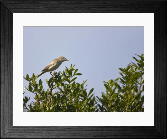 Framed Print : Eastern Olivaceous Warbler Rhodes Greece May Framed Print : Eastern Olivaceous Warbler Rhodes Greece May