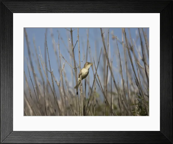 Framed Print : Eastern Olivaceous Warbler Rhodes Greece May Framed Print : Eastern Olivaceous Warbler Rhodes Greece May