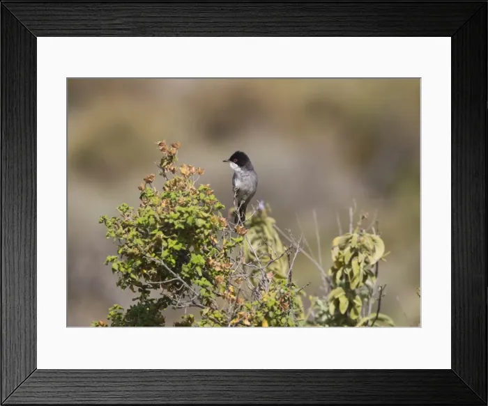 Framed Print : Adult Male Sardinian warbler Rhodes Greece May Framed Print : Adult Male Sardinian warbler Rhodes Greece May