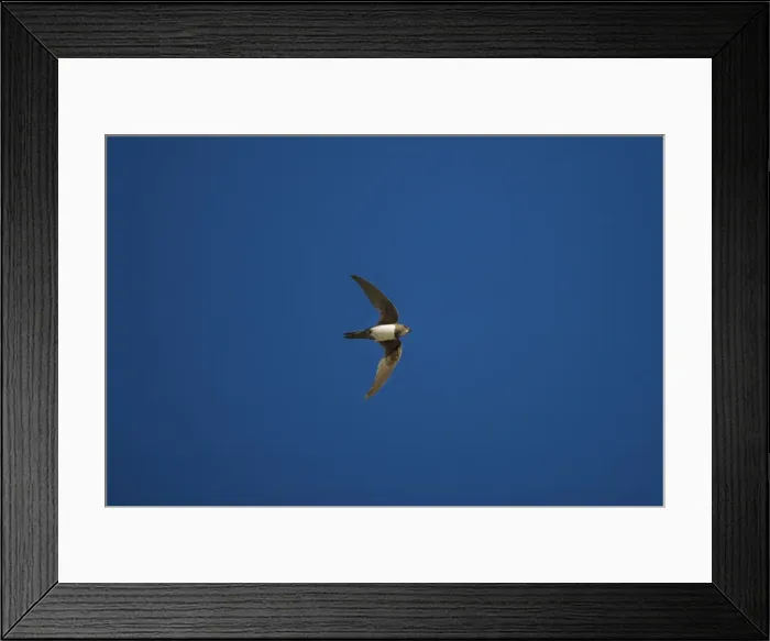 Framed Print : Alpine Swift Ronda Spain June Framed Print : Alpine Swift Ronda Spain June
